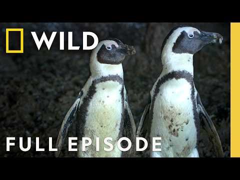 Survival of the Smartest (Full Episode) | Secrets of the Penguins | Nat Geo Animals