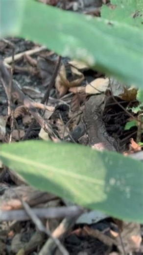 Saw a Monitor Lizard in a jungle