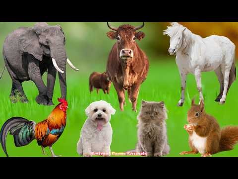 Farm Animal Habitats: Ducks, Goats, Dogs, Cats, Chickens, Pigs, Cows – Animal Videos