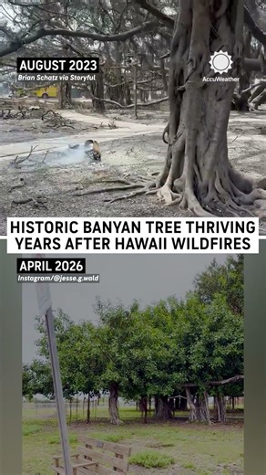 The Banyan tree that refused to die after Maui Hawaii's wildfire is back