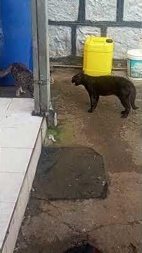 Cat Arguing #angrycat #cat