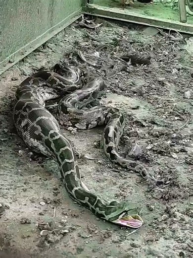 'The Burmese python is one of the largest and most powerful snakes in the world. known for its incredible ability to swallow prey whole..