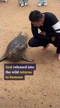 Seal in China swims 200km back to island home after ‘missing’ humans