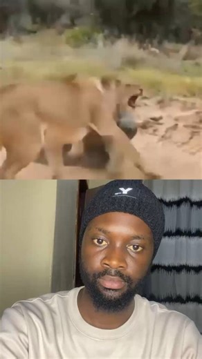 Un attaque d’un anaconda au cap des lions