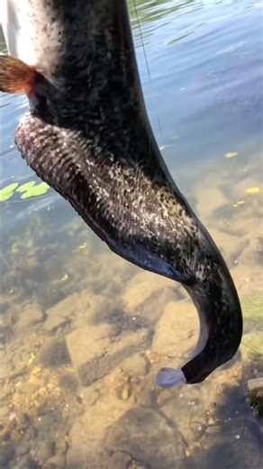 How to easily catch big fish #fishing #fishingvideo #bigfish