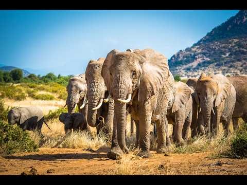 The Elephant Family We've Protected for Over 30 Years | Meet the Elephants Finale
