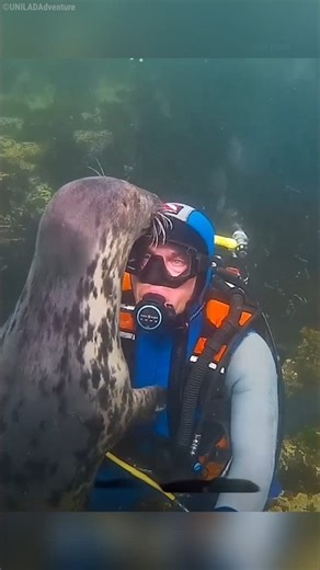 Seals Thought This Man Was Drowning 🦭😮