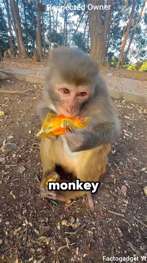 This Monkey Is as Smart as Humans 🐒🧠😲