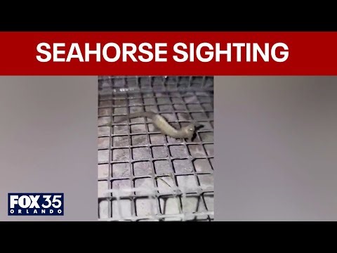 Surprise seahorse: Local shrimper makes rare find!
