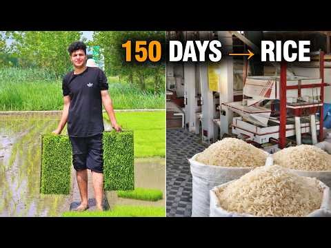 Rice Farming Process | From Planting to Harvest & Milling