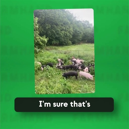 From 10 Pigs on Craigslist to a 300-Acre Farm