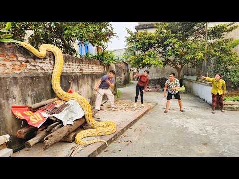 Brave Expert Rescues Younger Sister from Giant Golden Python