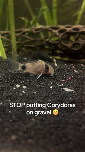 Why Corydoras Need Sand for Healthy Aquariums