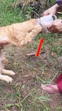 Amazing People Saving Helpless Cats #shorts