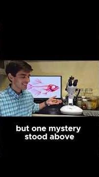 The Mysterious Deep Sea Anglerfish Nature's Alien Creature Revealed! #sea #seafacts #ocean#science