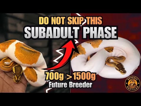 Most Ball Python Breeders Ignore This Stage (But It Determines Breeding Success)