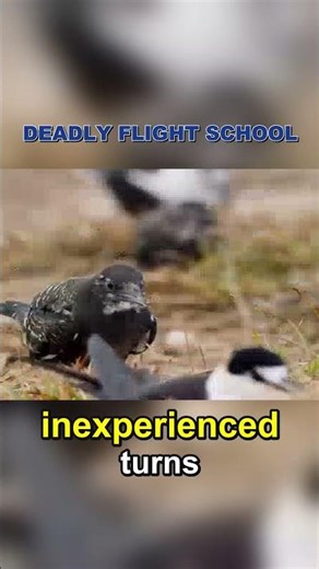 Giant Fish Hunt Birds in Flight School