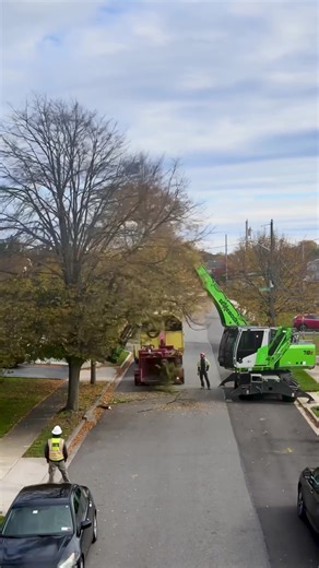 Effortless Tree Work with Sennebogen Equipment