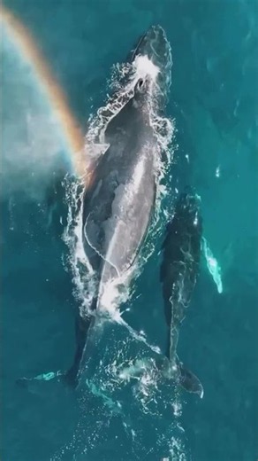 Humpback Whales in Los Cabos 🐋 A Magical Ocean Encounter