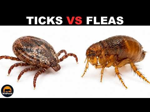 What Is the Difference Between Ticks and Fleas?