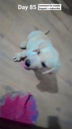 My Labrador Puppy Maddy 🐶 | 85 Days Old | Cute & Playful Moments ❤️