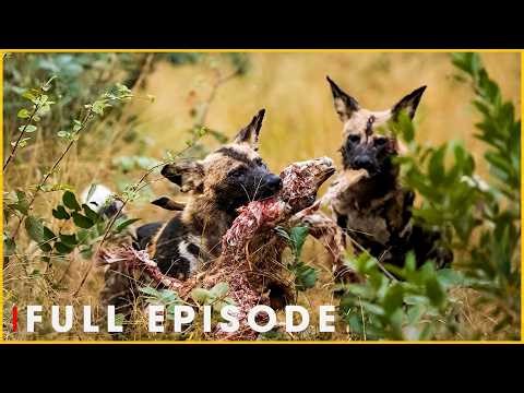 African Wild Dogs: Masters of Speed and Strategy | Nature Animal Documentary