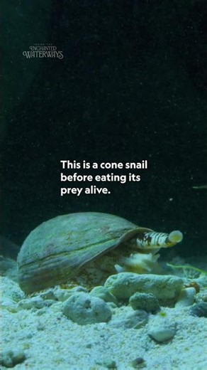 Don't underestimate the slow guy. 🐌 #InsideTheEnchantedWaterways