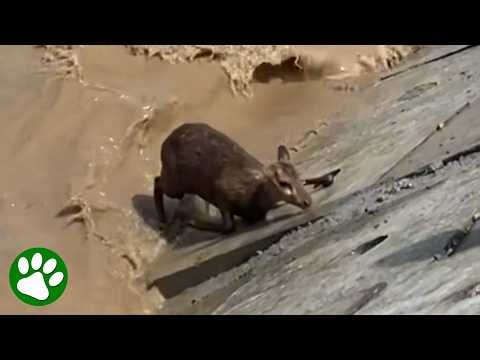 Flooded River Rescue: Soldiers Save Trapped Deer ❤️