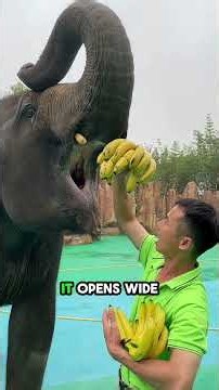 3 Things Elephants Will NEVER Tell You 😳