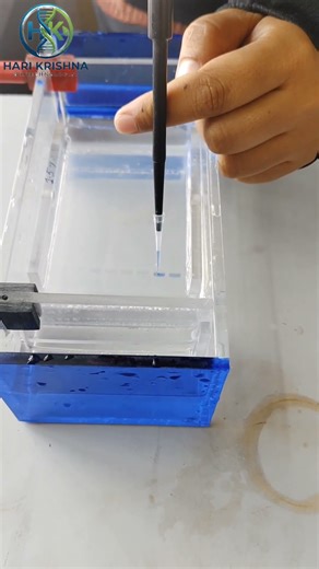 "How DNA is Loaded in Agarose Gel | Class 12 Biotechnology" | CBSE | #BIOTECHNOLOGY | #education