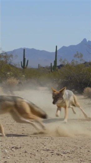 3 Coyotes Chased 1 Roadrunner All Afternoon — And Never Touched It Wildlife Documentary