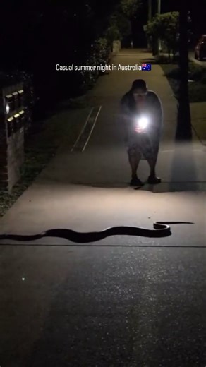 Mama_Kibongs on Instagram: "What a stunning peaceful creature living it's life #snake #australia #python #trending #reptile"