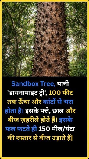 Sandbox Tree | The Explosive Dynamite Tree | #DangerousPlants #Shorts