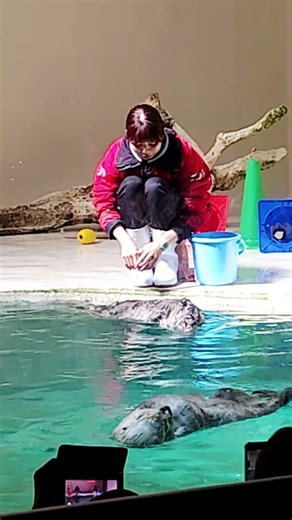 鳥羽水ラッコ「もう終わり？キラのご飯ジャイされたんですけど」半年ぶりに行って一発目の撮影がジャイメイちゃんだなんて最高。キラちゃんはメイちゃんのおこぼれをつまみ食いしているから大丈夫なんです。10/1