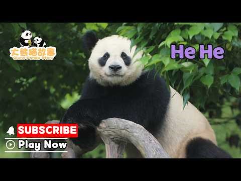 【The Giant Panda Story】Episode 51 He He, A Handsome & Gentle Panda | iPanda