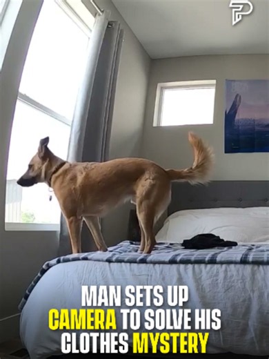 Who would do such a thing? 🤣 A man in Denver, Colorado, kept finding his shorts on the bed and had no idea how they were getting there. So he set up a GoPro in his bedroom to find out. #Pubity (jp_friend via @collab)
