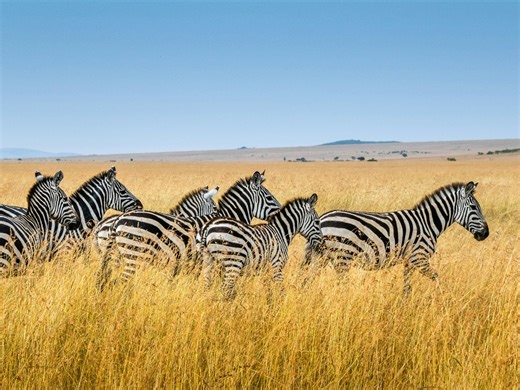 Making Life on Earth: Attenborough's Greatest Adventure Airs May 3 2026 on BBC One - TV Everyday