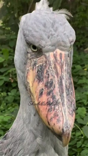 The Ancient Observer Shoebill Stork #creatorsearchinsights #shoebill #shoebillstork #wildlife #bird