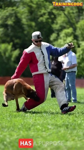 Puppy k9 training #dog #pets #germanshepherd #belgianmalinois #dogshorts