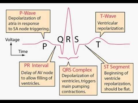 QRS Complex in Electrocardiography ;Normal QRS complex, abnormal QRS complex, pathologic QRS complex