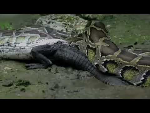 BIG PYTHON🐍 VS ALLIGATOR 🐊 | FIGHT