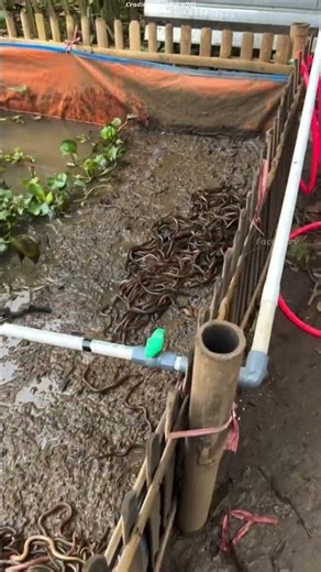 How Earthworms Improve Soil Fertility in Indonesian Farms 🌱 #shorts