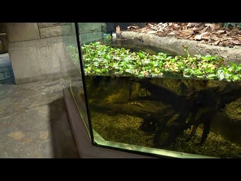 Toledo Zoo's renovated Reptile House: A peek at new features while honoring the historic building