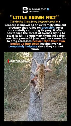 The Genius Trick Every Leopard Uses #shorts