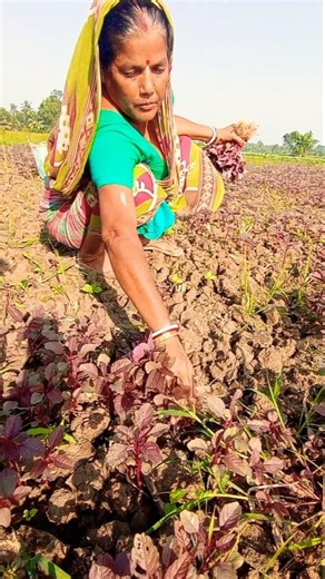 Organic Red Amaranth (Lal Shak) Harvest | Fresh from the Field 🌿 #shorts