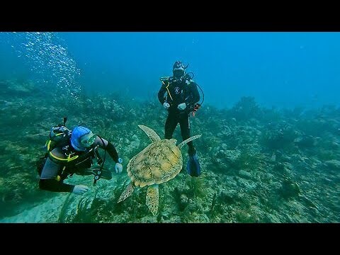 Curious turtle conducts close inspection of scuba divers