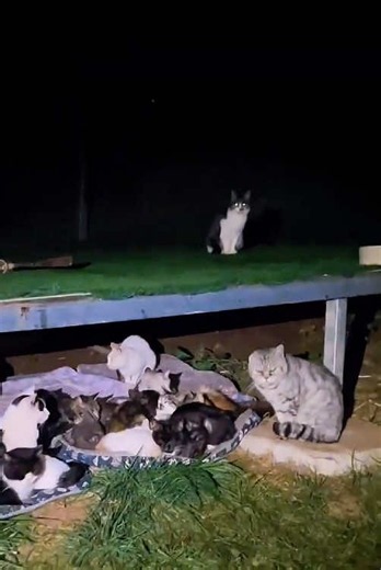 Stray Cat Rescue: A Heartwarming Story for Animal Lovers