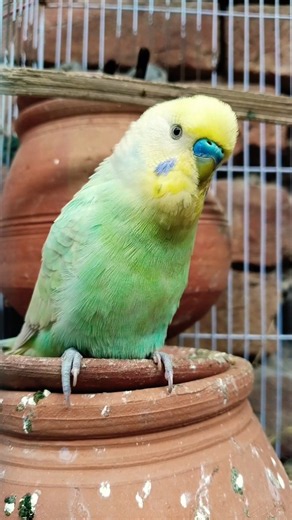 Budgie Sounds 🐦🎶 | Cute Budgie Singing & chirping