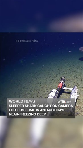 CAUGHT ON CAM 🦈 A marine researcher says he has video evidence of the first recorded shark in the Antarctic Ocean. https://www.wfla.com/top-videos/surprise-shark-caught-on-camera-for-first-time-in-antarcticas-near-freezing-deep/ | WFLA News Channel 8