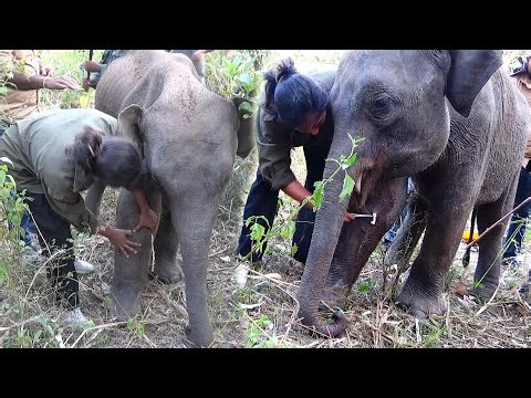 Young Elephant suffering with an Abscess Popped in the leg,gets treated by brave team